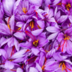Manfaat Saffron